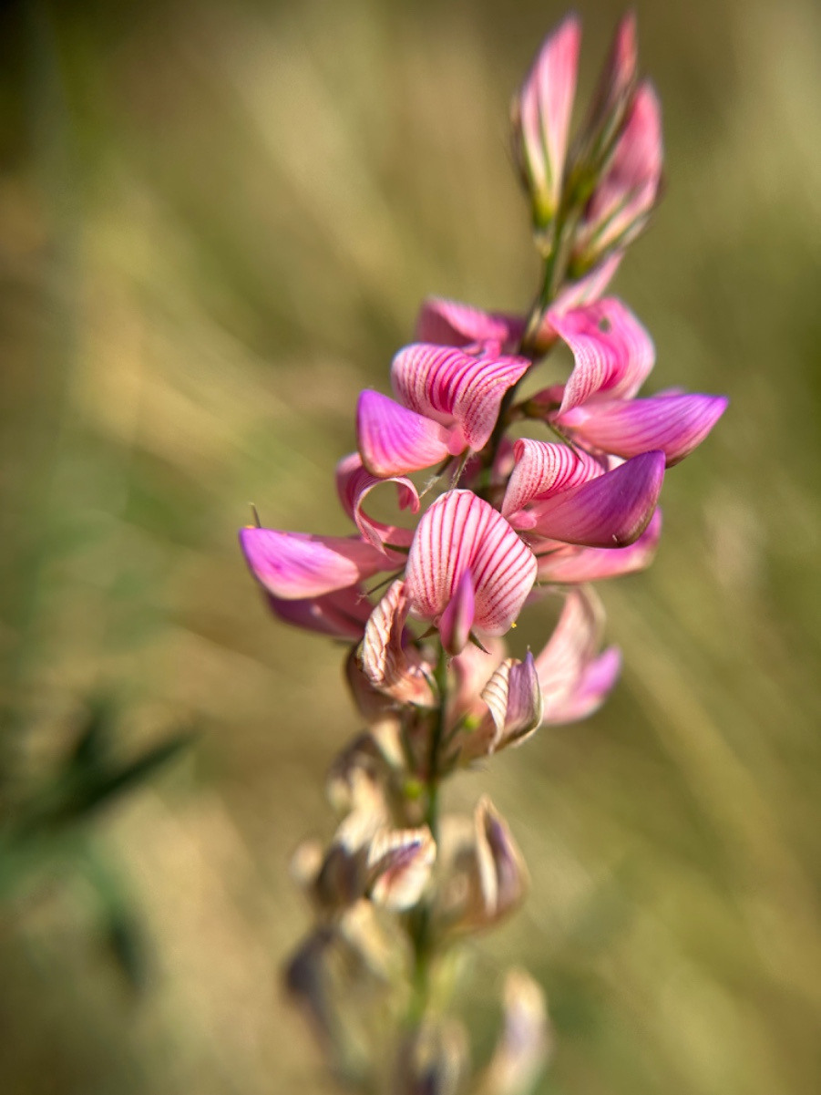 Xonanda Oksana Fedorovna jinsiy aloqada. Kokraksiz porno rasmlar