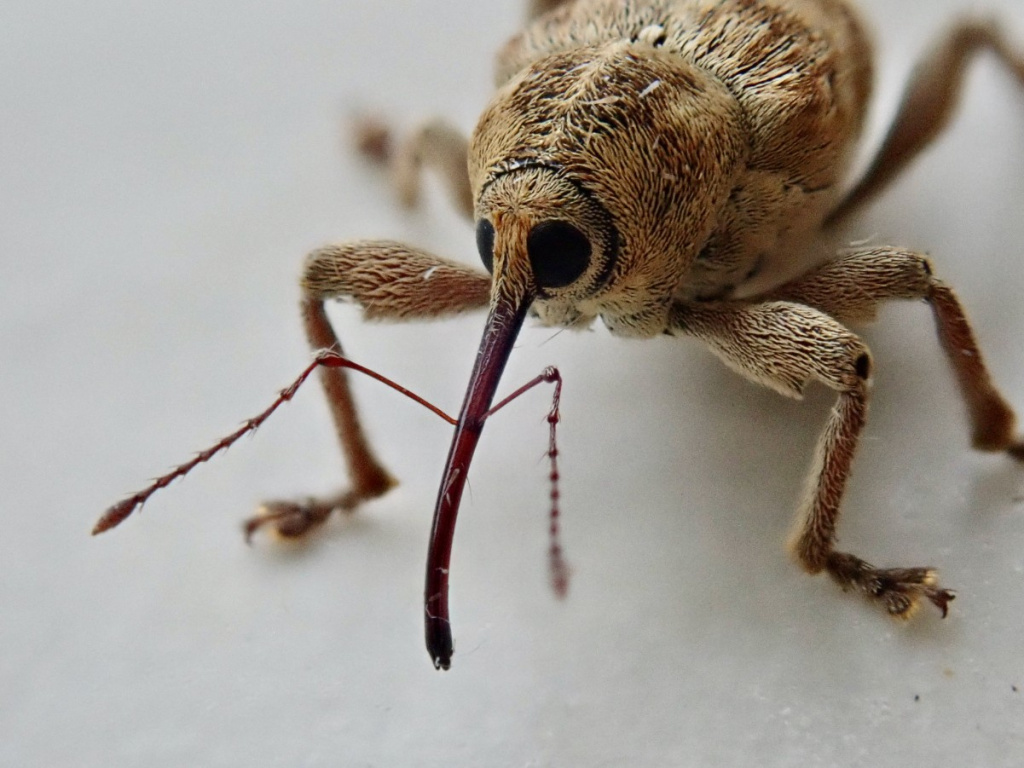 Curculio venosus NatureSpot