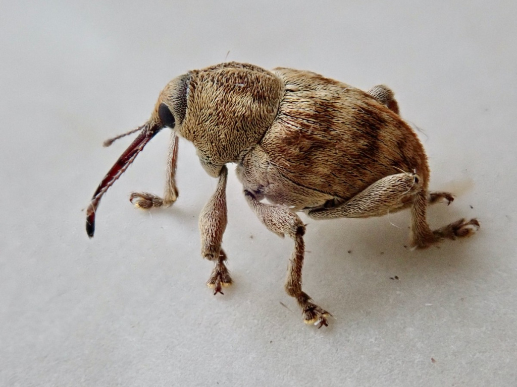 Curculio discount