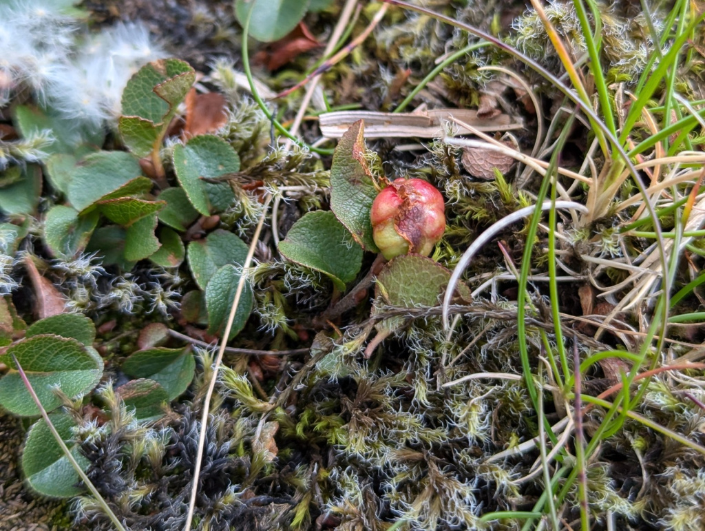 Record of Euura herbaceae