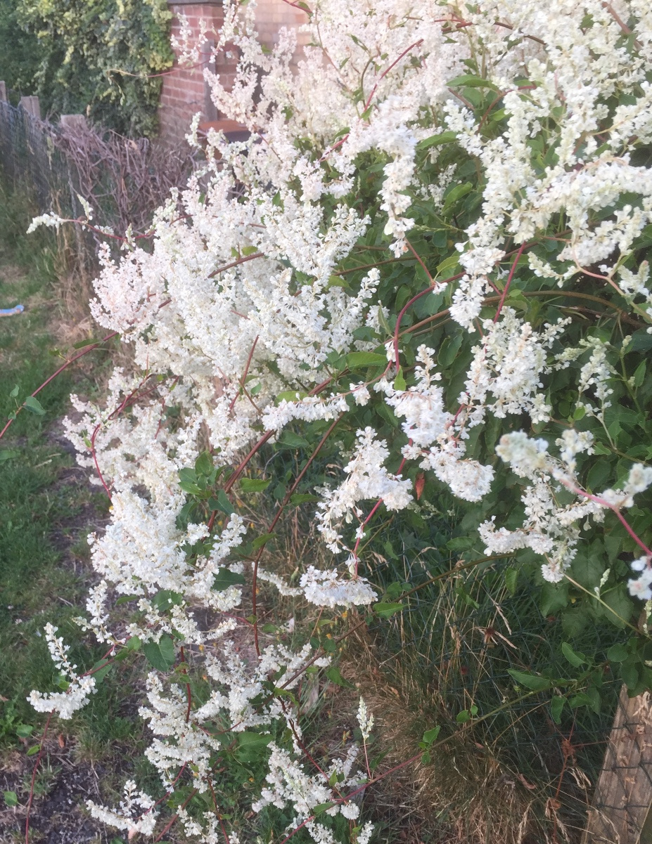 Russian-vine | NatureSpot