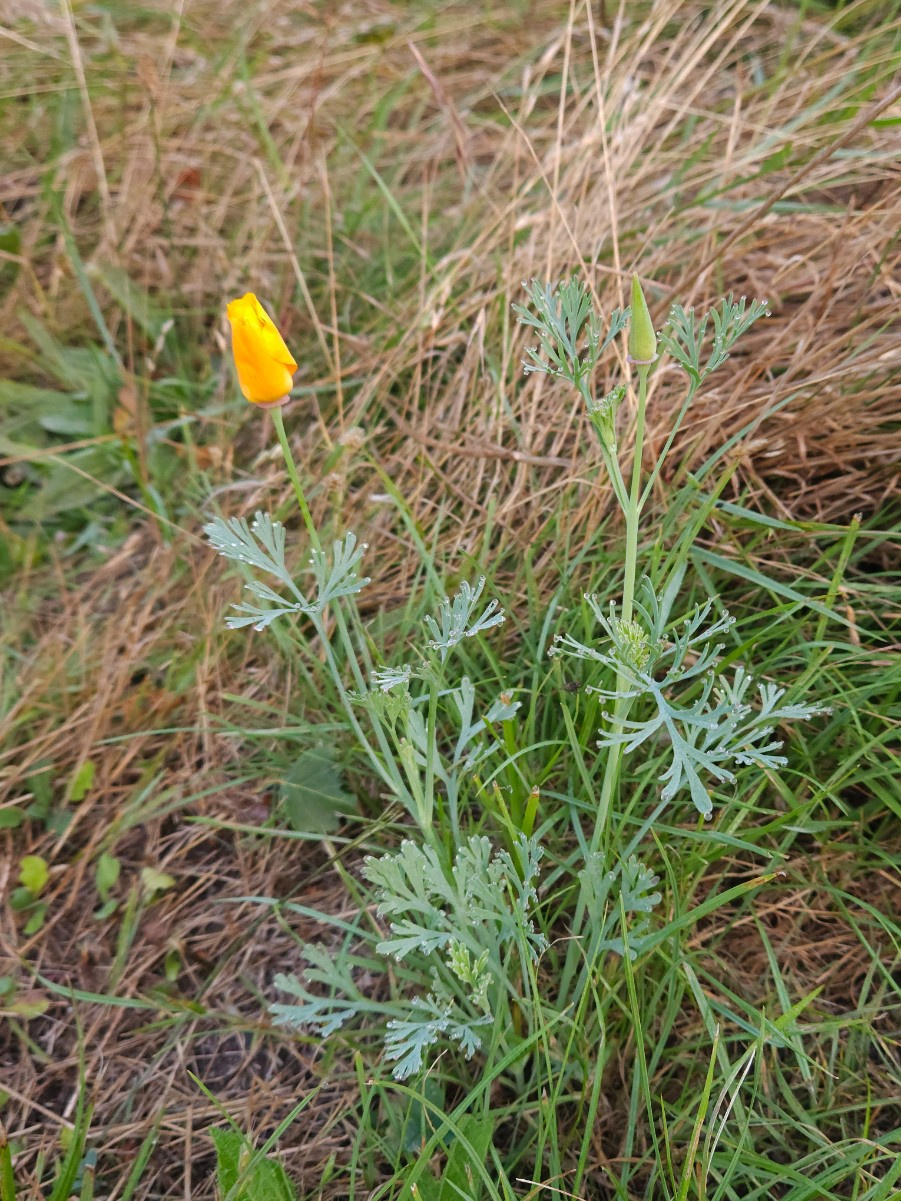 California Poppy Leaf California Poppy Leaf