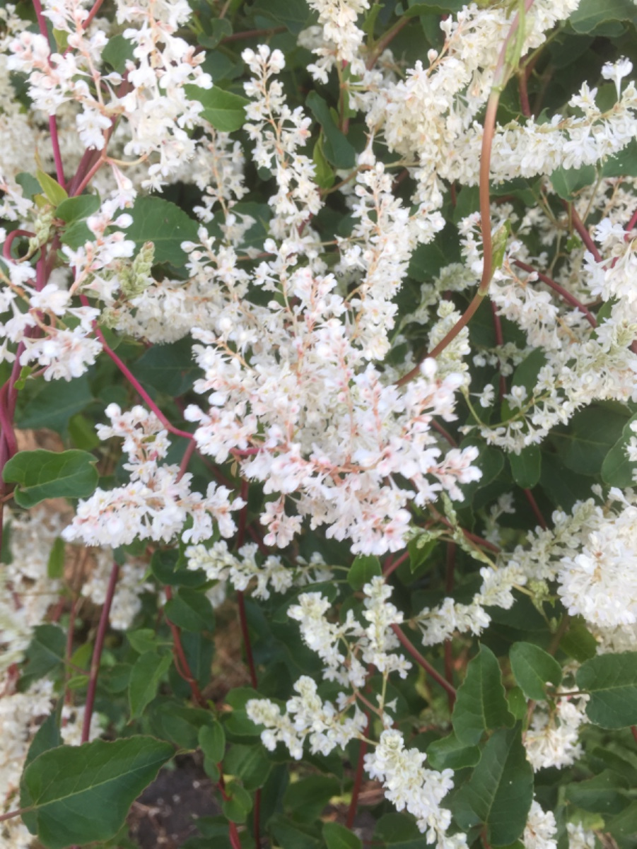 Russian-vine | NatureSpot