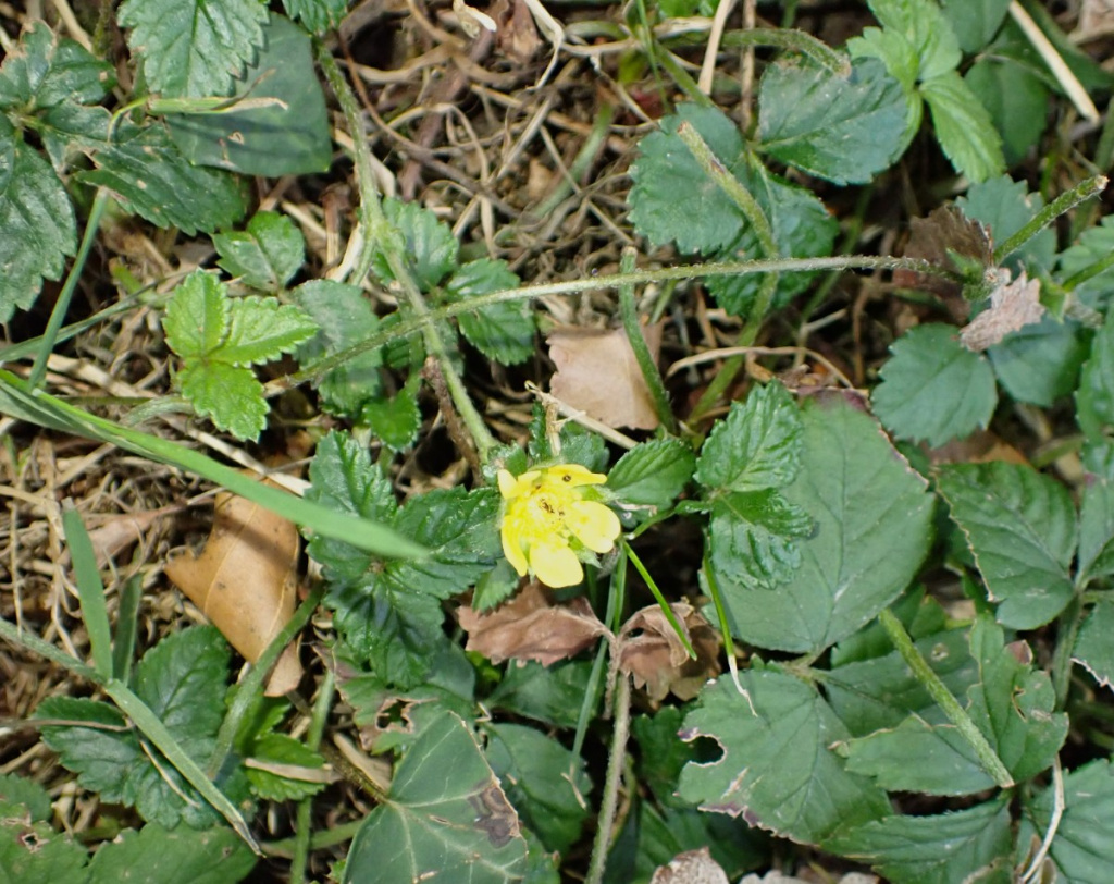Yellow-flowered Strawberry | NatureSpot