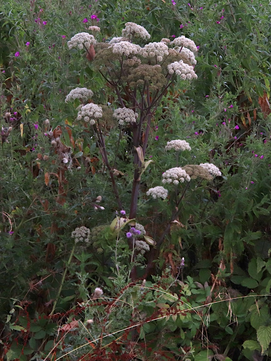Wild Angelica | NatureSpot