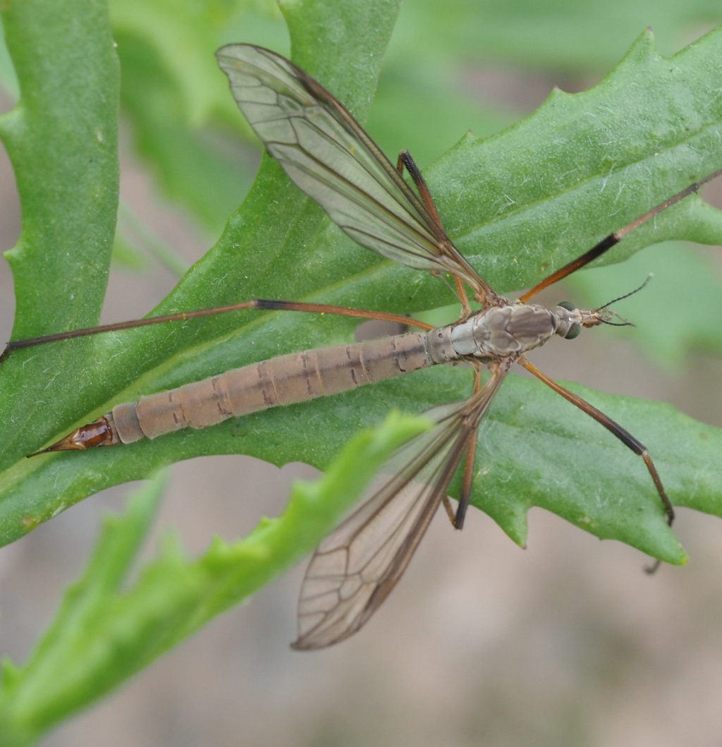 Tipula paludosa | NatureSpot