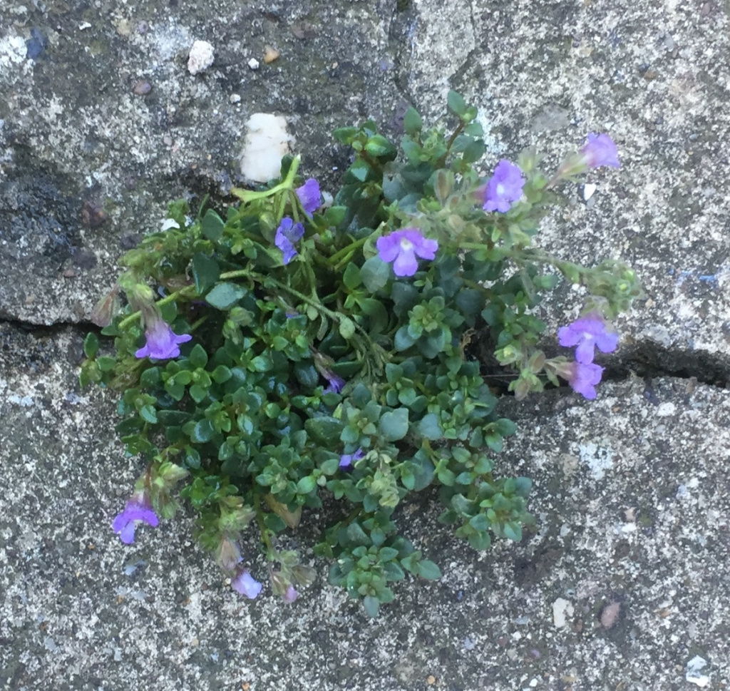 Malling Toadflax | NatureSpot