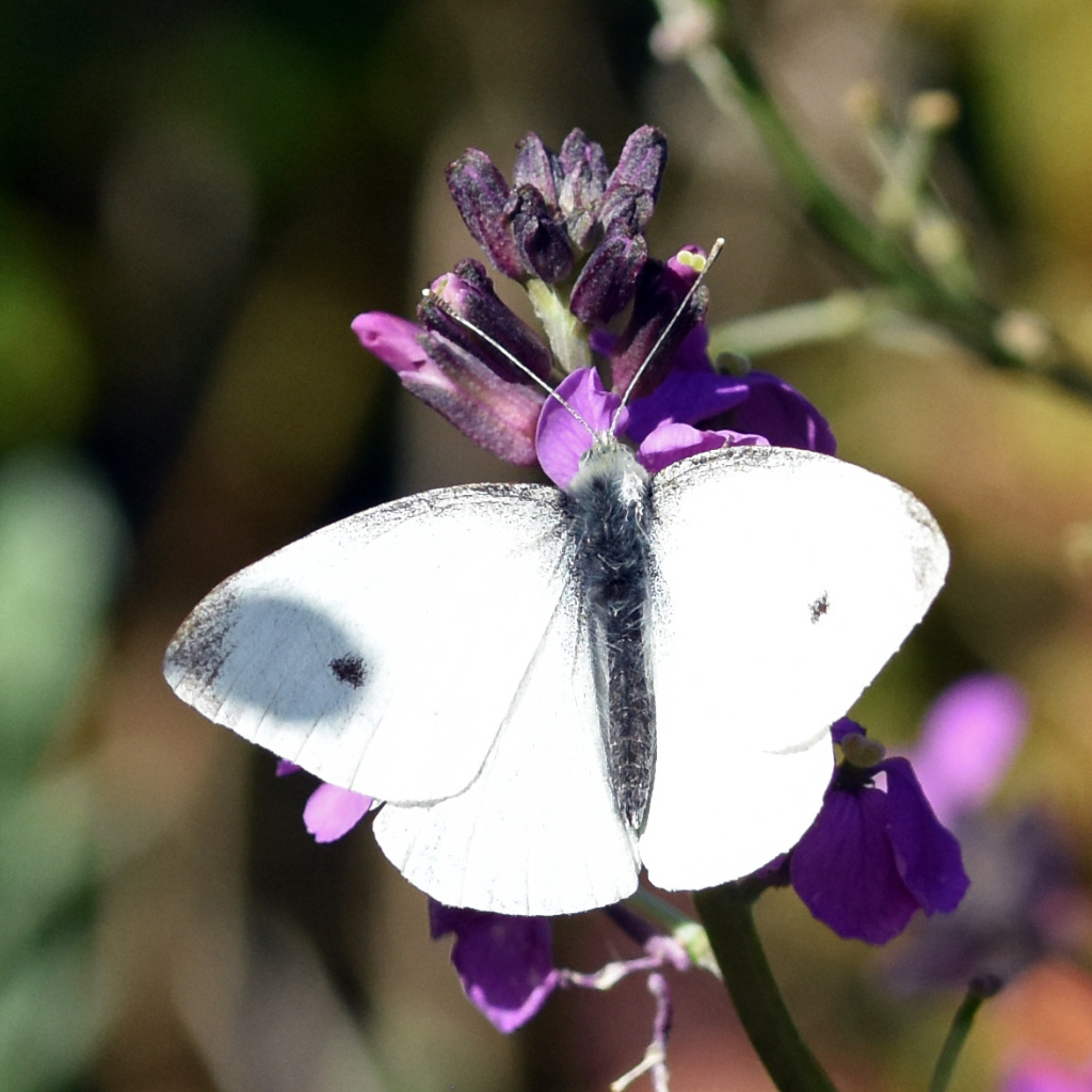 Small White | NatureSpot Small White | NatureSpot