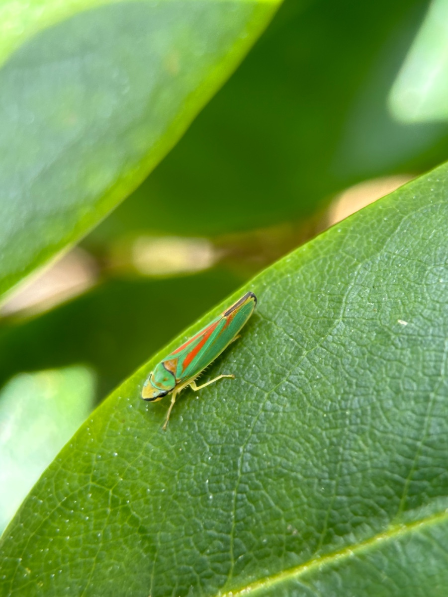 Rhododendron Leafhopper | NatureSpot