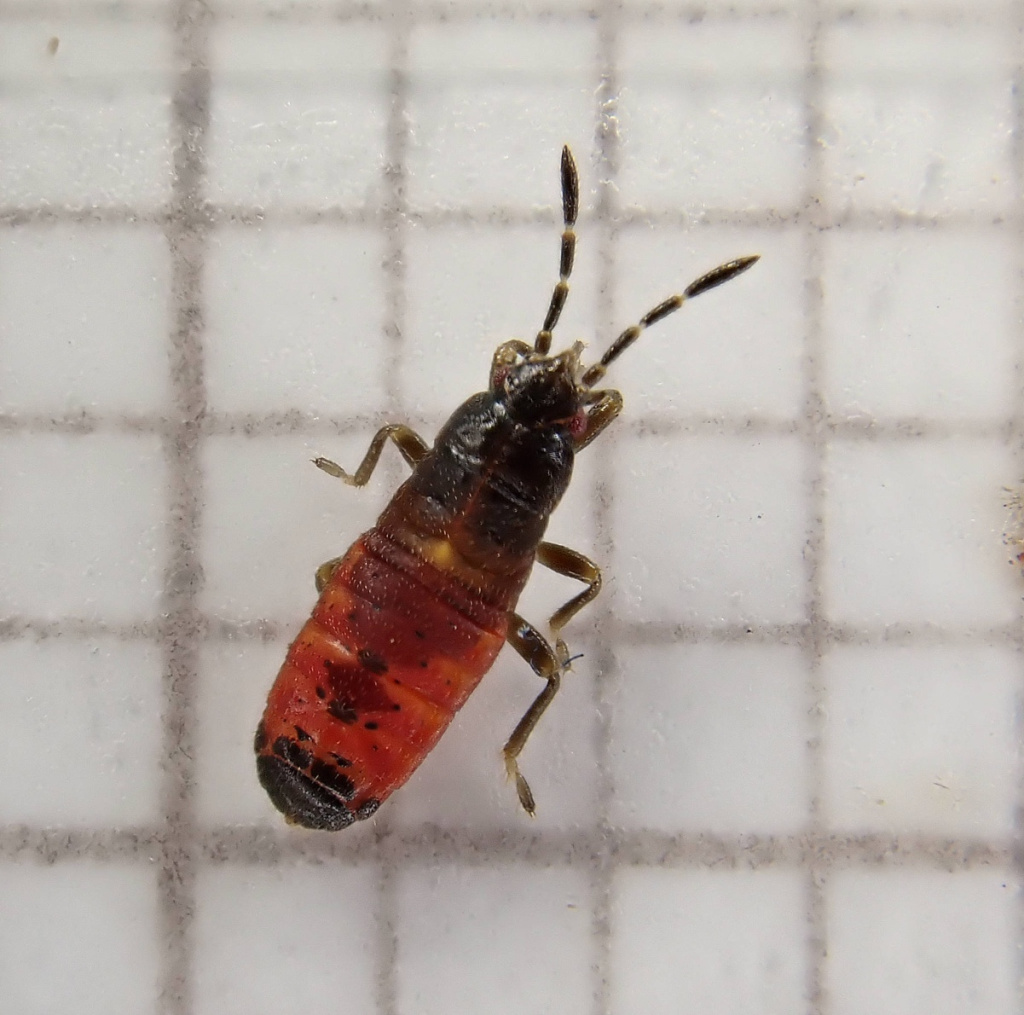 Men bir yigitni sorib oldim, chunki u meni aldashga ruxsat berdi.