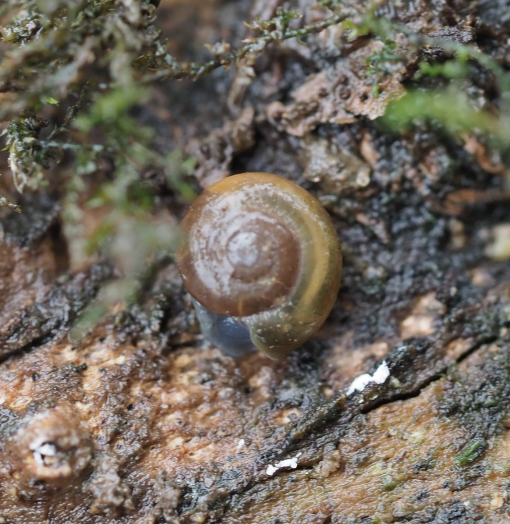 その他 SNAIL W3D Smooth Glass Snail | NatureSpot