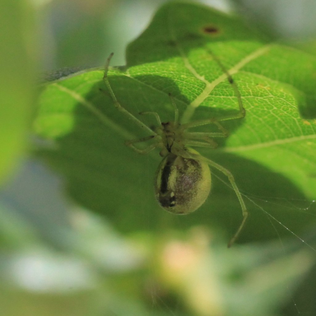 30-21A Medium Red Spider with Striped legs outlet and Aventurine in the abdomen