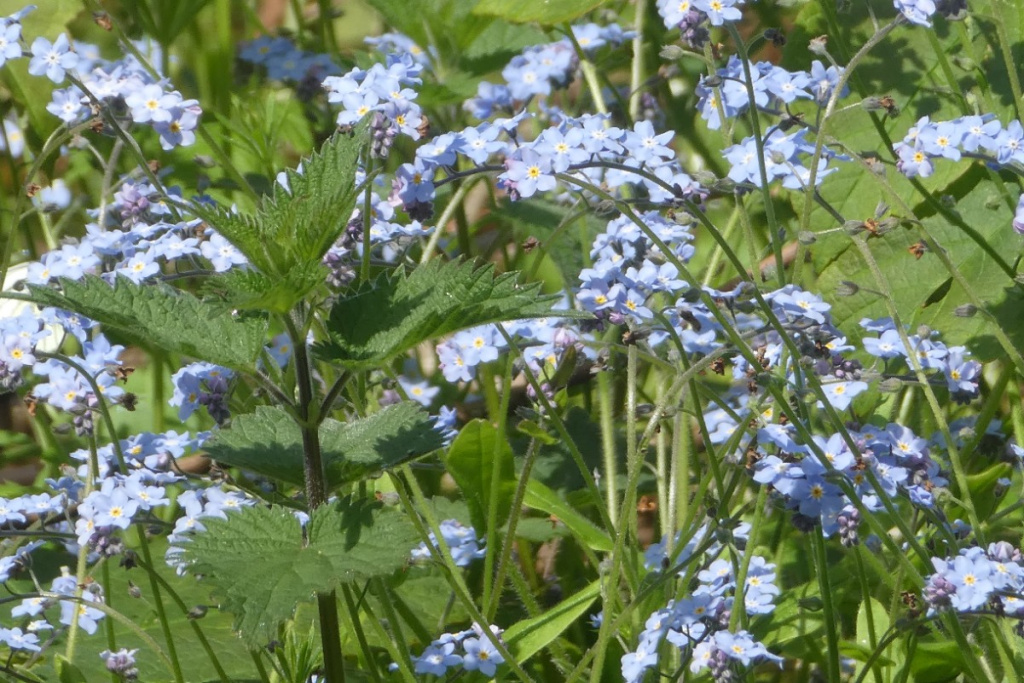 Woods of Windsor Forget-Me-Notセット Forget Me Not | Windsor