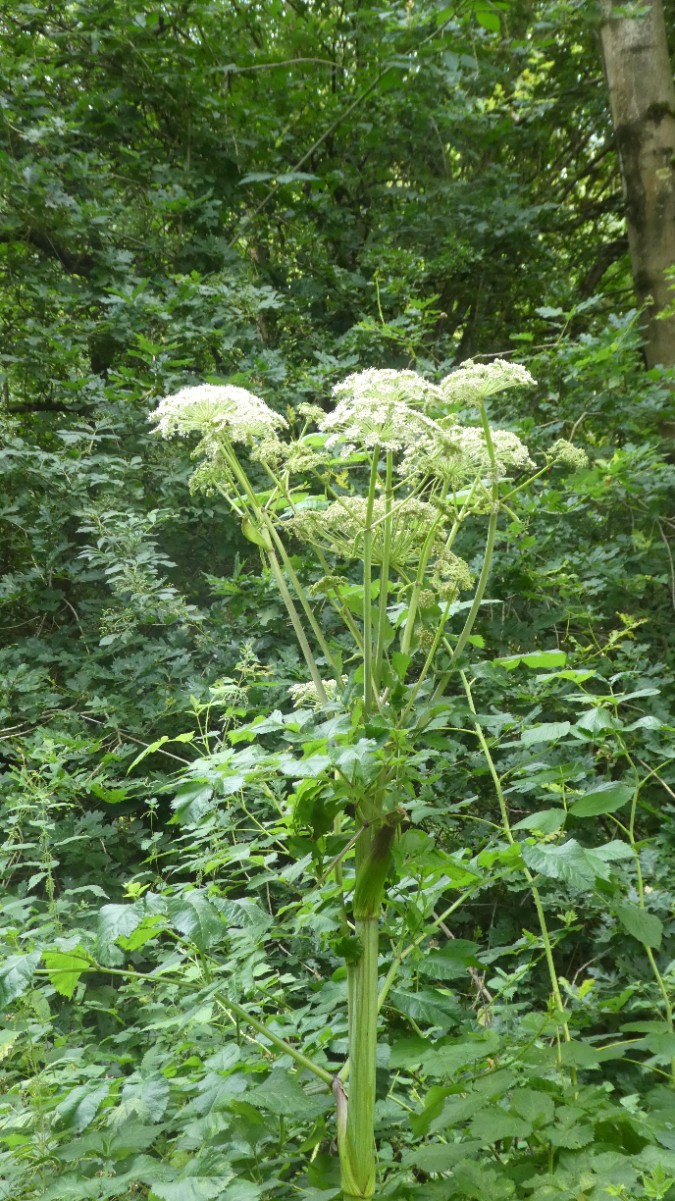 Wild Angelica | NatureSpot