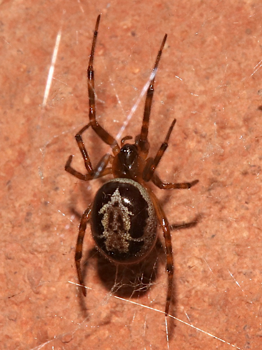 False Widow Spider NatureSpot False Widow Spider NatureSpot