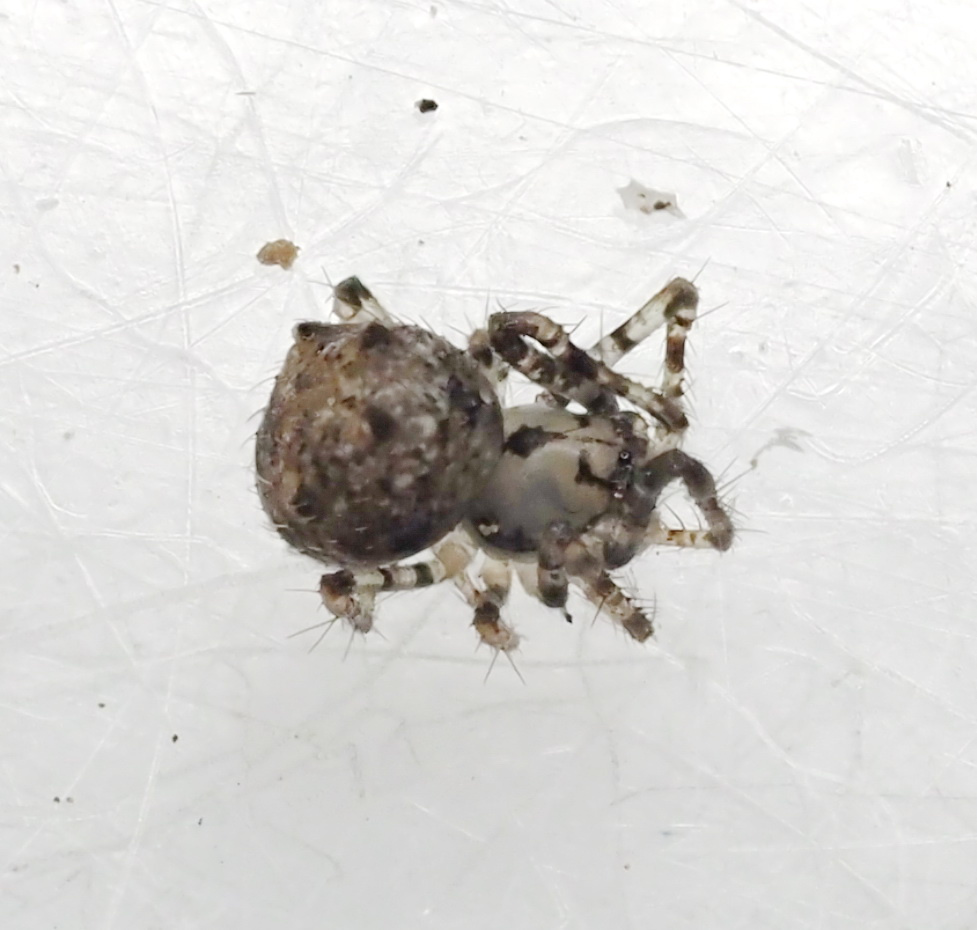 Asarda porno bor Ogzaki jinsiy aloqa porno video