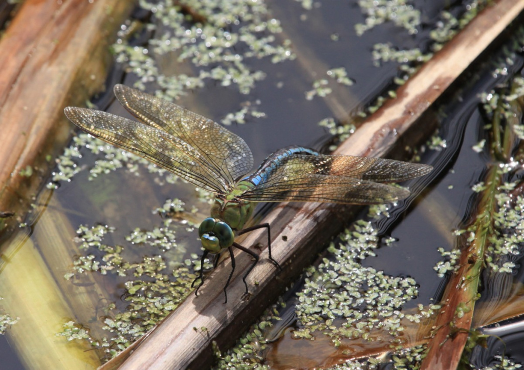 Emperor Dragonfly | NatureSpot