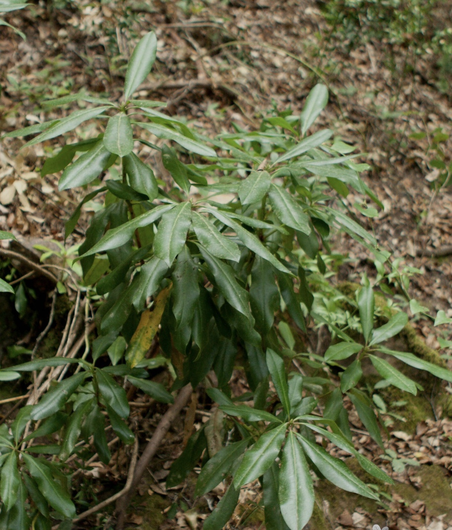 rhododendron dr dresselhuys Edith Bosley Rhododendron – Plant Detectives main image 1