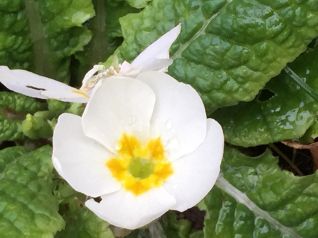 Cultivated Primrose | NatureSpot