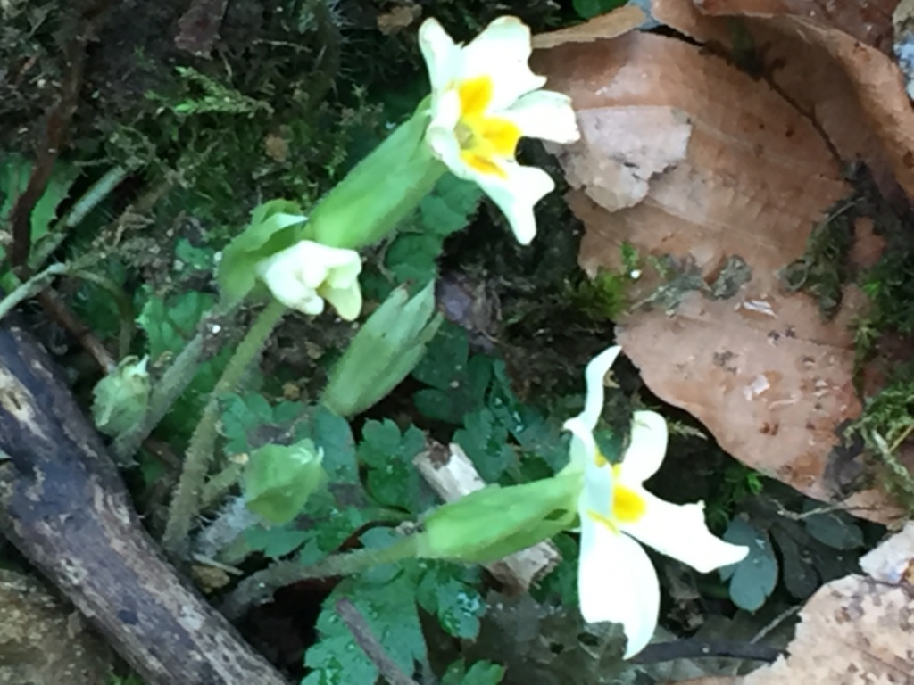 PrimRose様　リクエスト PrimRose様 リクエスト PrimRose様 リクエスト Z/X（ゼクス）公式