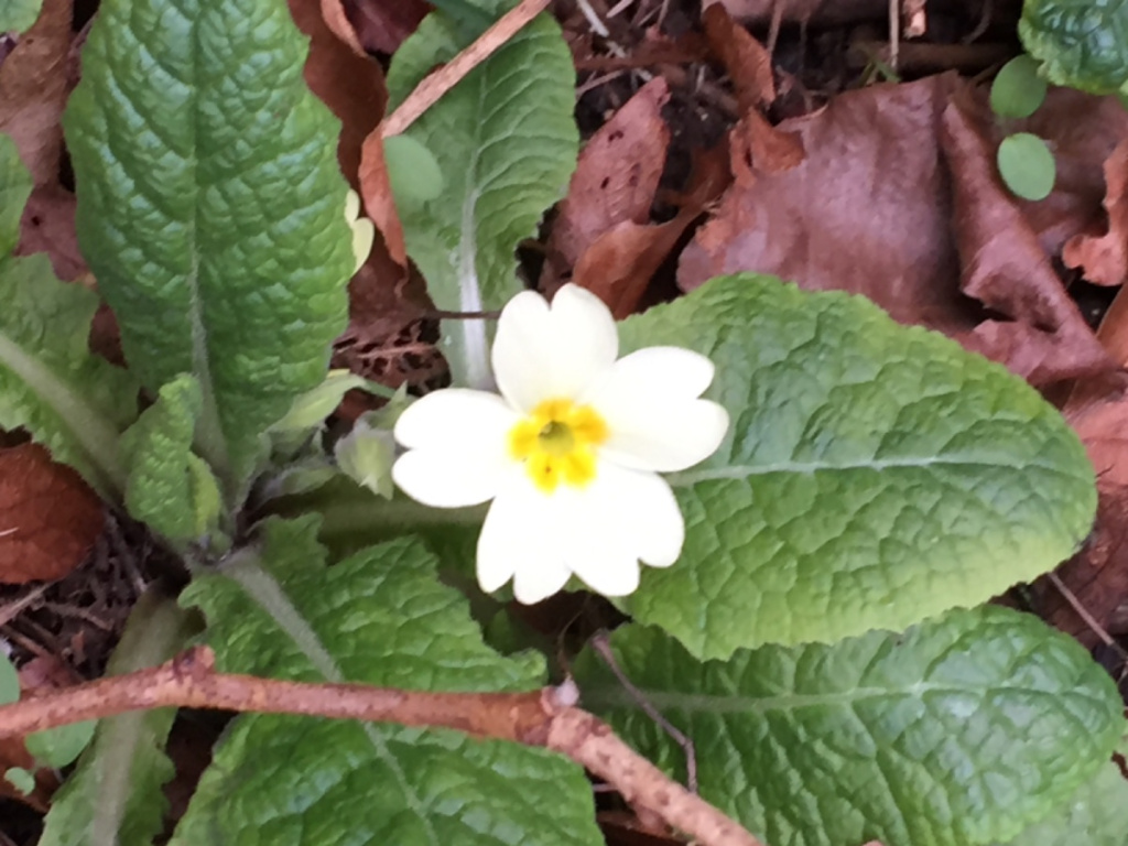 Cultivated Primrose | NatureSpot