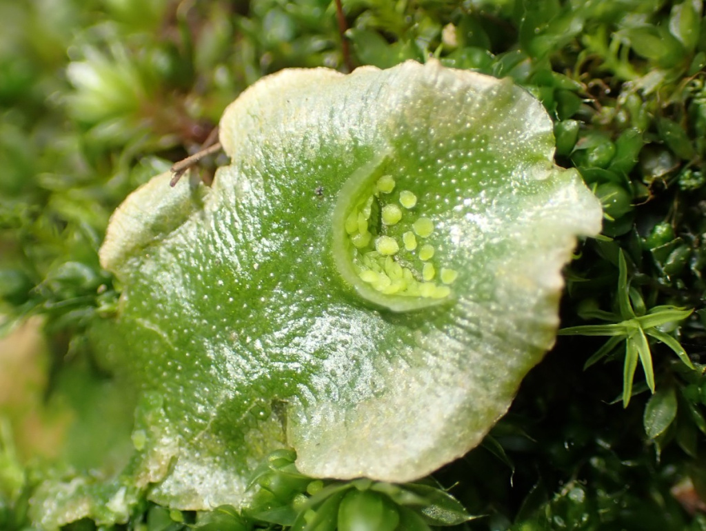 Crescent-cup Liverwort | NatureSpot