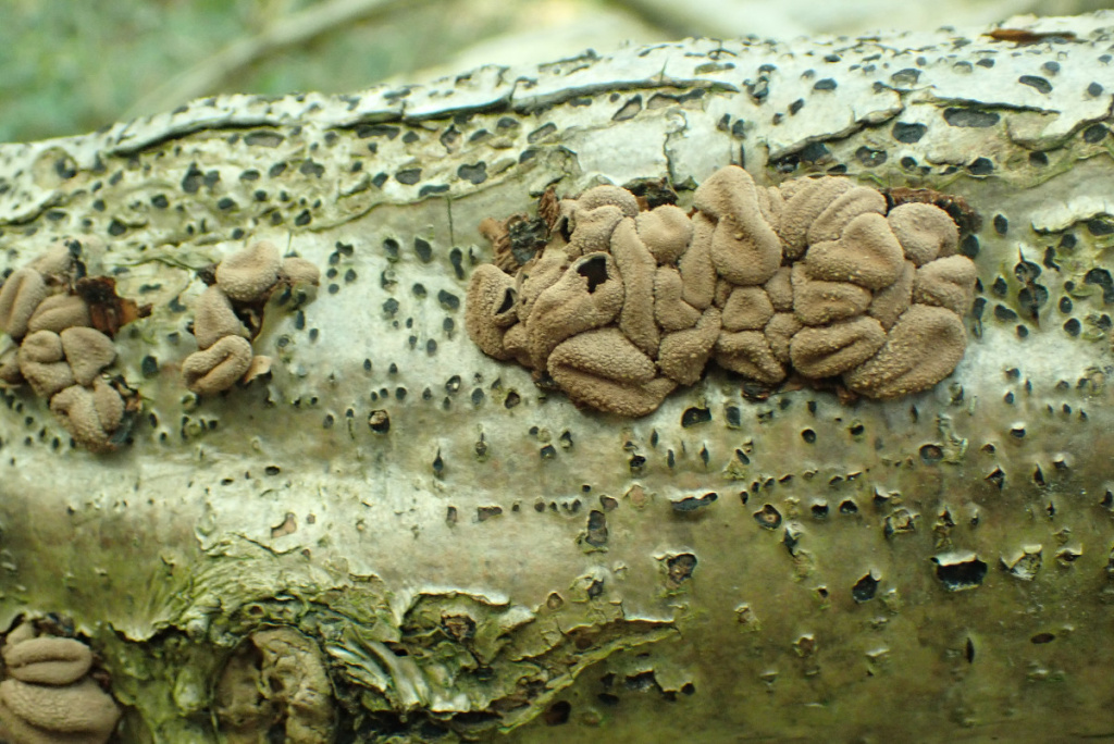 Spring Hazelcup | NatureSpot