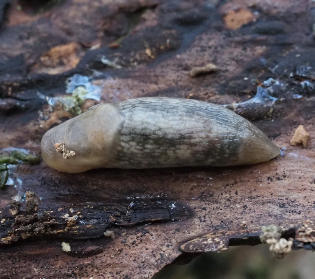 Tree Slug | NatureSpot