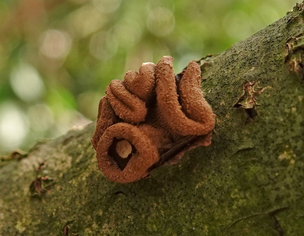 Spring Hazelcup | NatureSpot