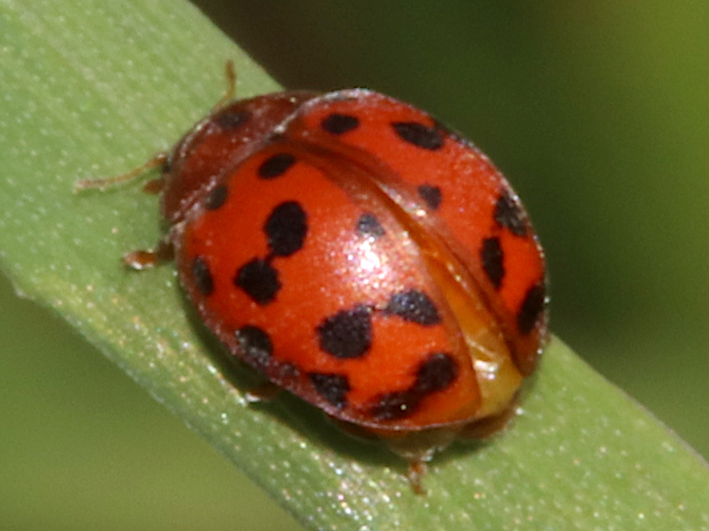 Twilight Pink Ladybug - A Cloud B Product in Wichita KS