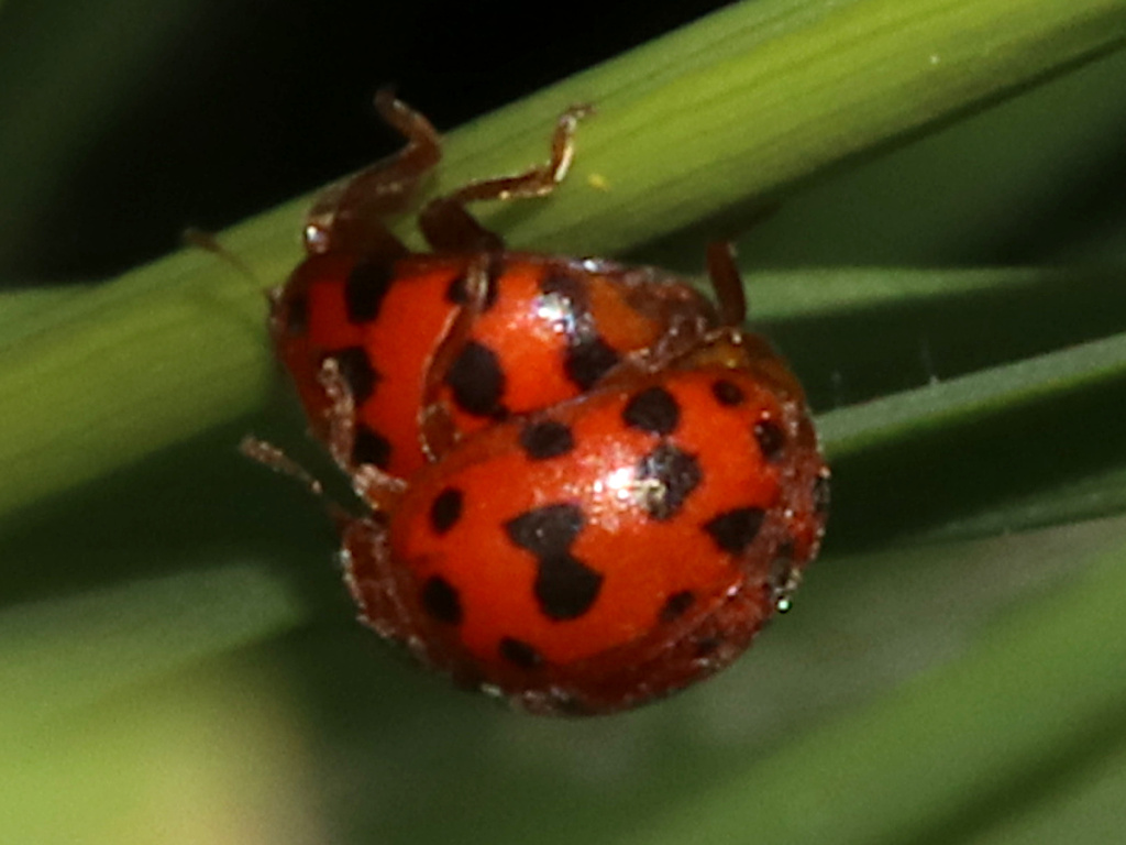 24 Spot Ladybird | NatureSpot