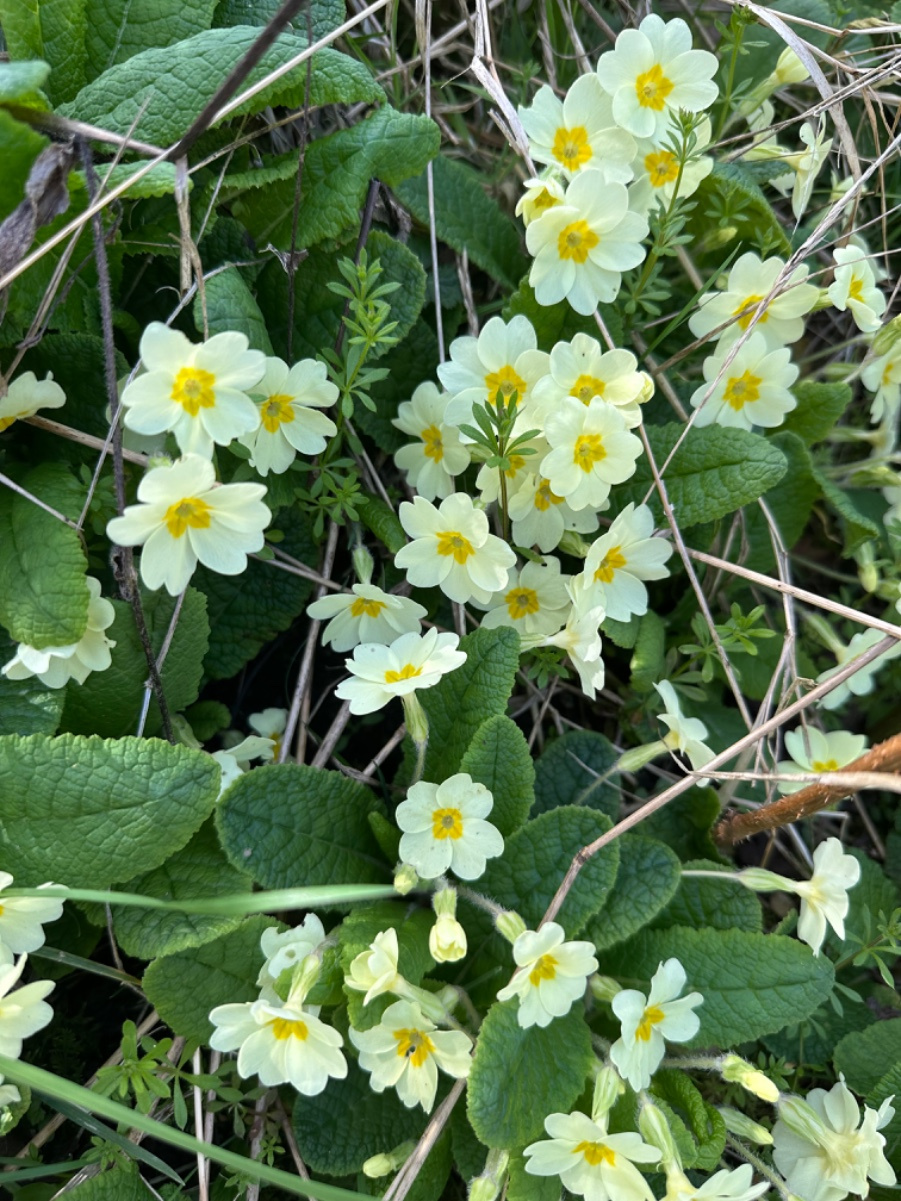 PrimRose様　リクエスト Primrose