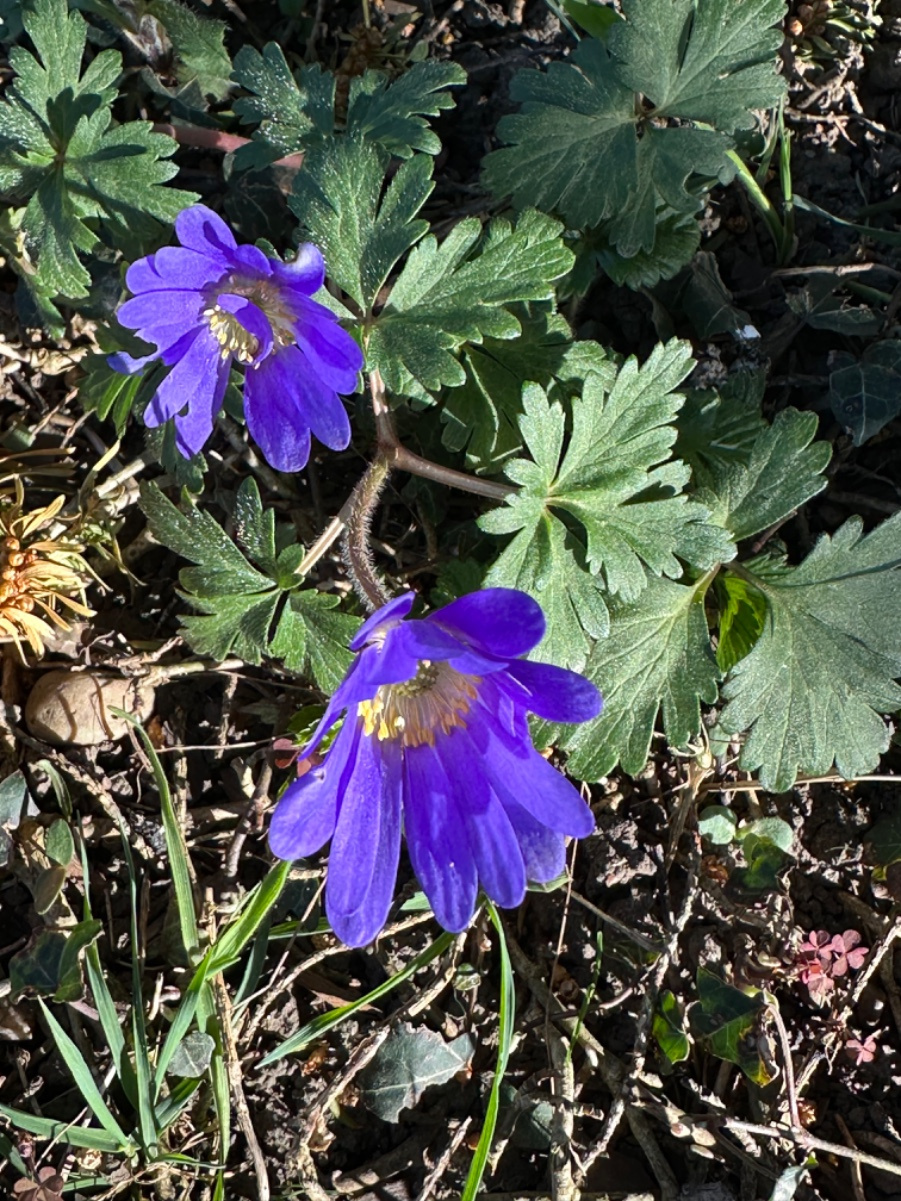 blanda melanotan Balkan Anemone