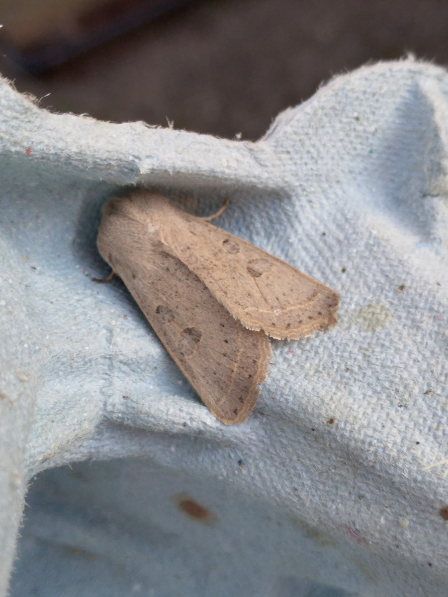 lato LILY BACK RIBBON ONE PIECE WHITE（Algae from Primary  