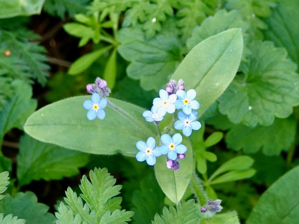 Wood Forget-me-not | NatureSpot