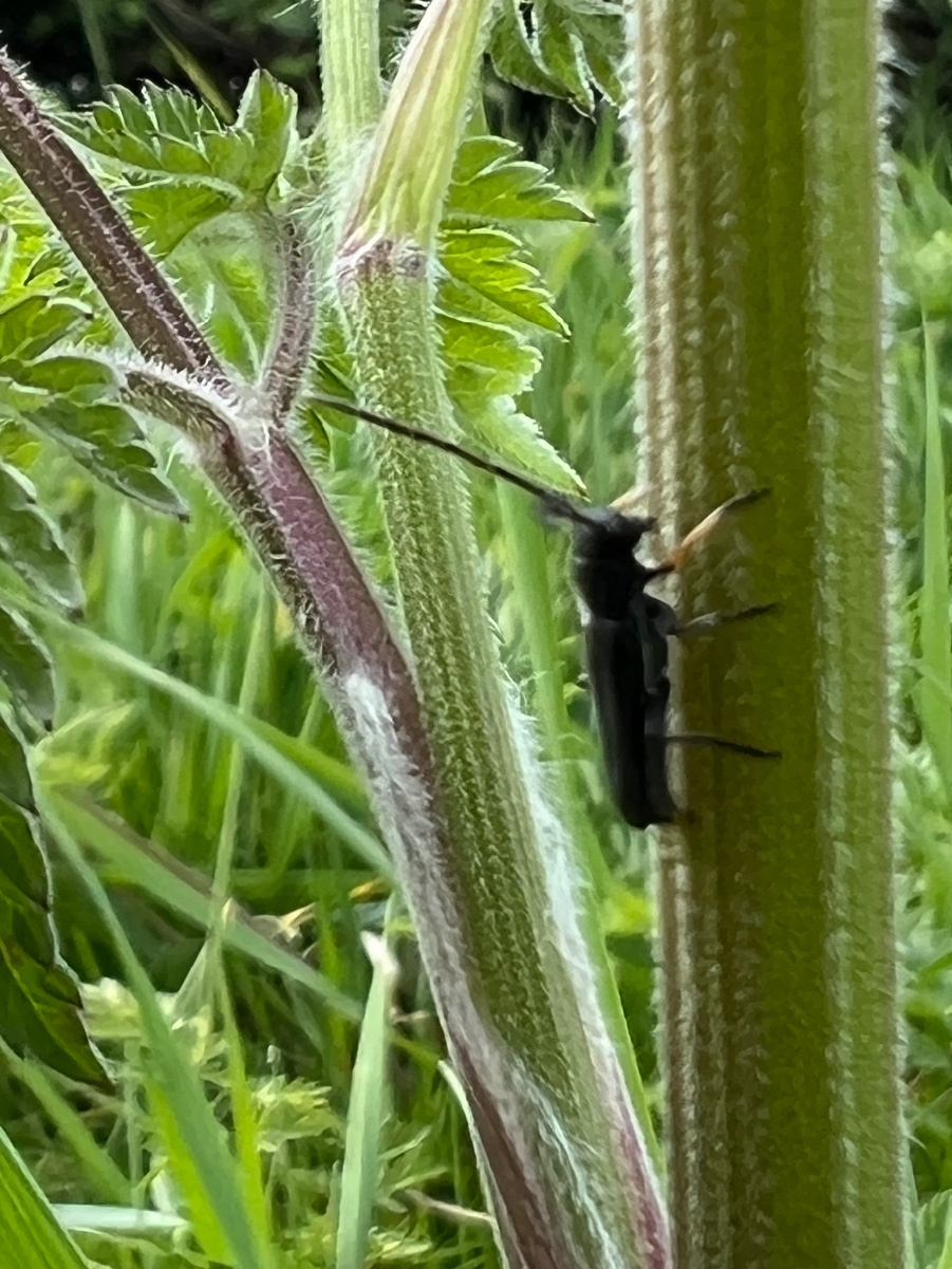 Phytoecia cylindrica | NatureSpot
