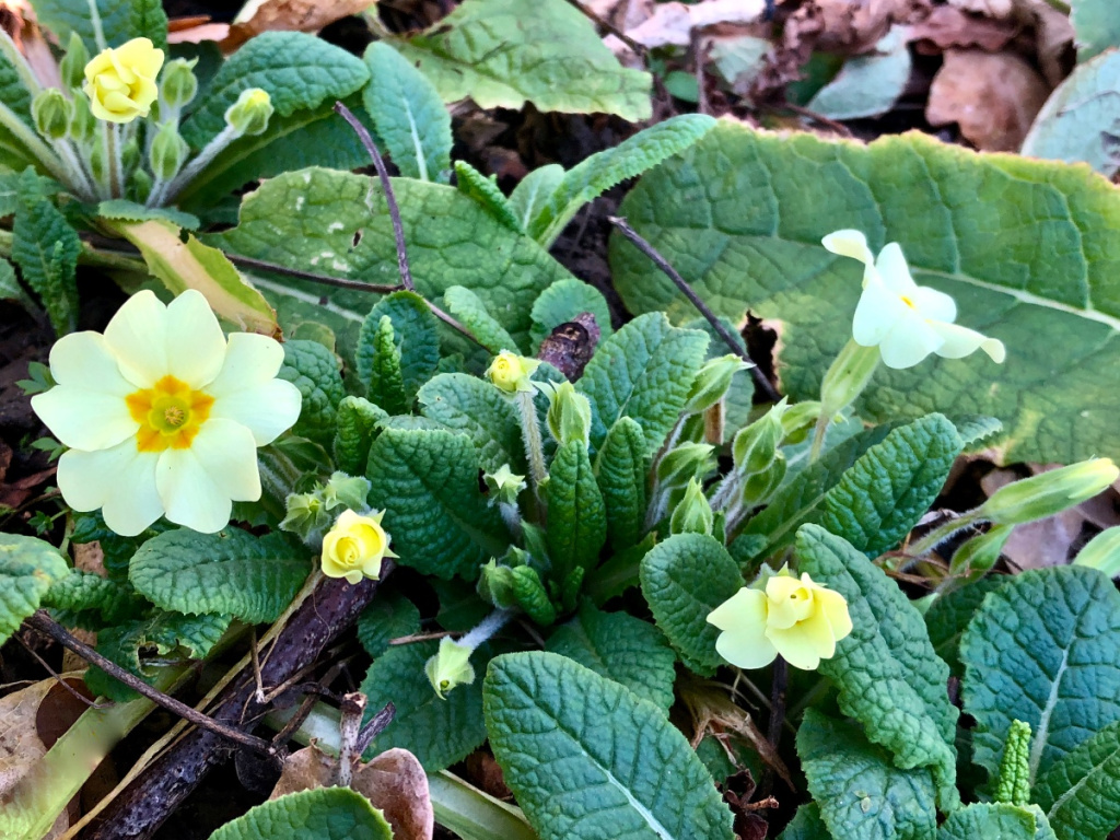 Cultivated Primrose | NatureSpot