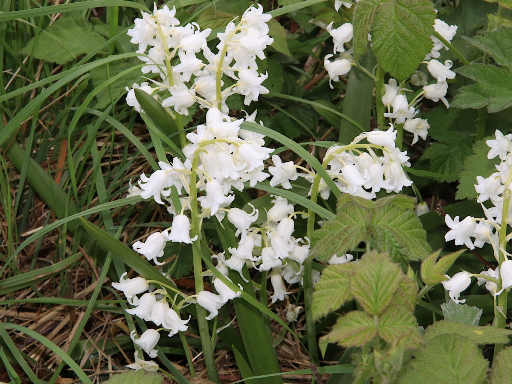Hybrid Bluebell | NatureSpot