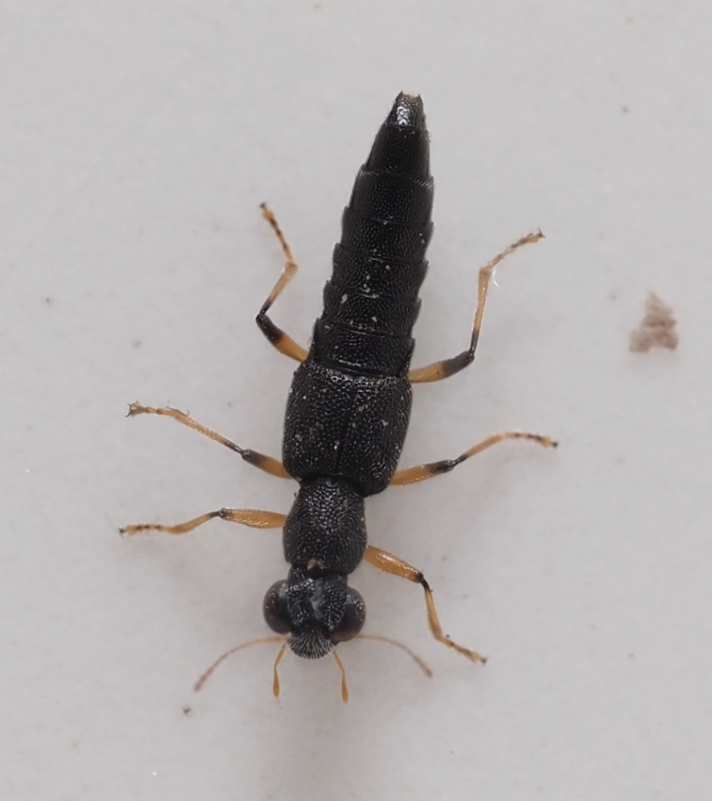 Stenus similis | NatureSpot