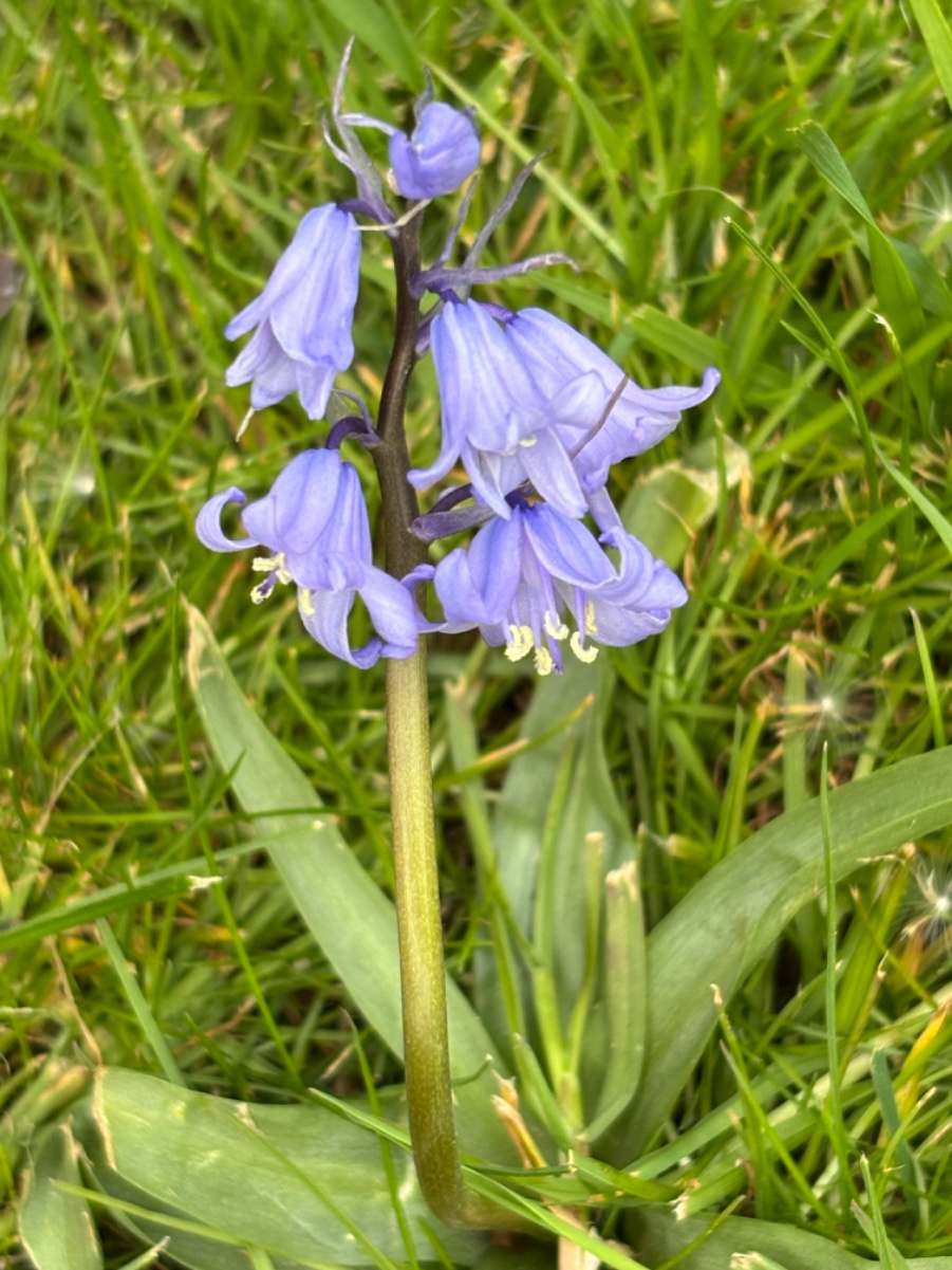 Hybrid Bluebell | NatureSpot