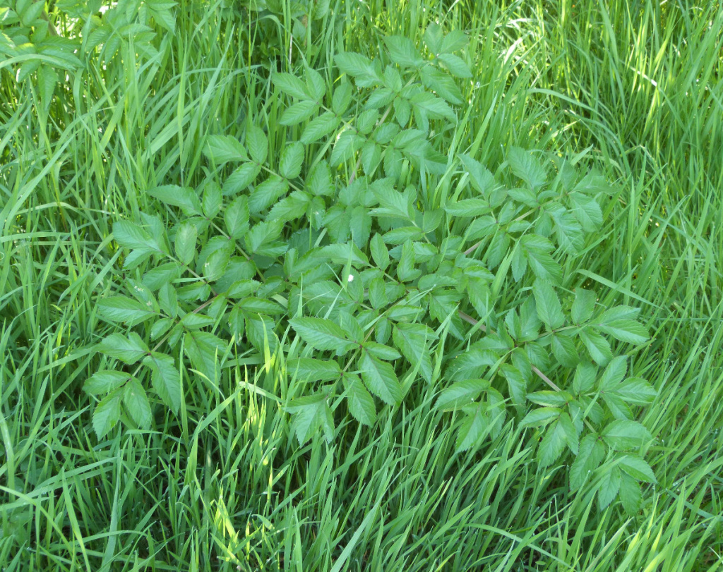 Angelicaさま　確認ページ Wild Angelica | NatureSpot