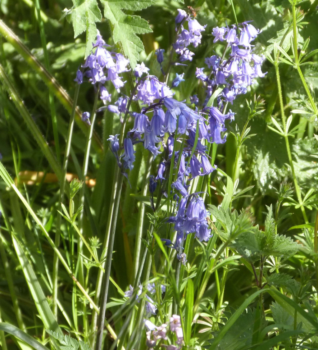 Bluebell！！ 71nCfc5Y3bL.jpg_BO30,255,255,