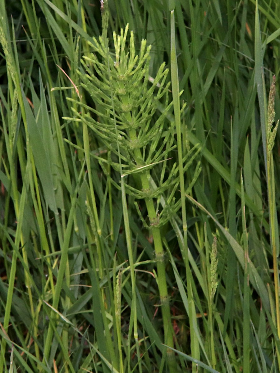 Field Horsetail | NatureSpot