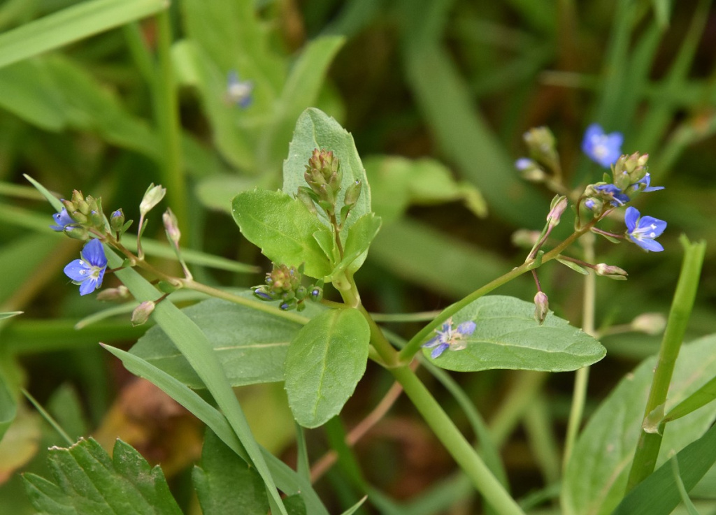 Brooklime | NatureSpot