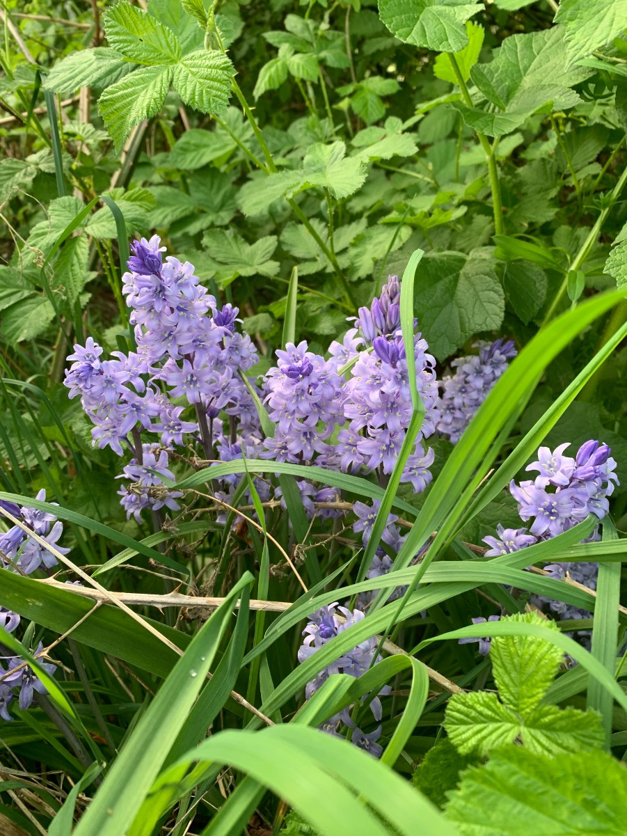 Bluebell！！ 71nCfc5Y3bL.jpg_BO30,255,255,