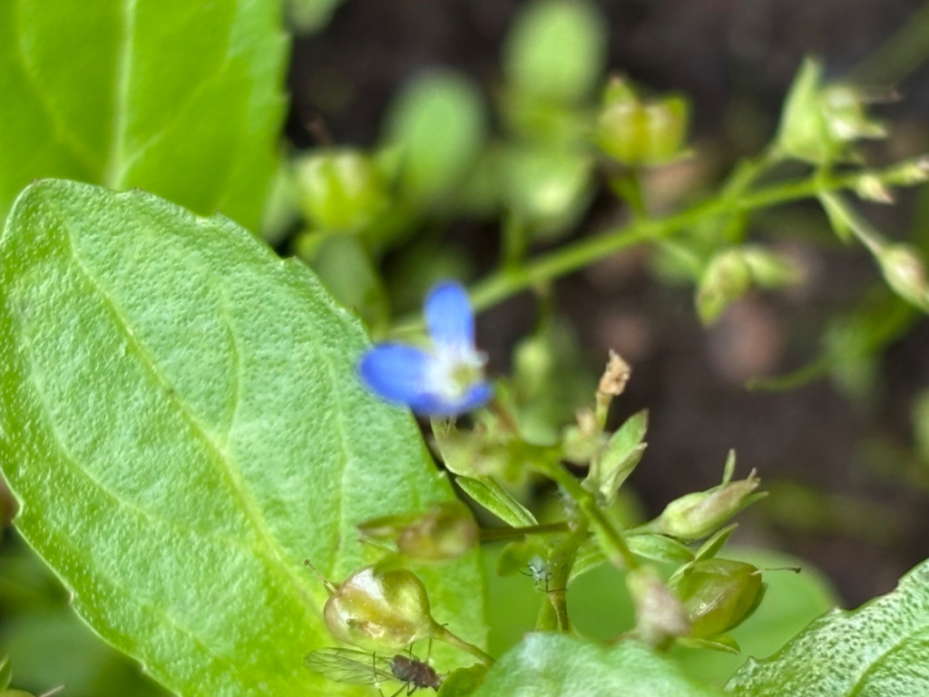 insect control for plants Damn Bug! Indoor Plant Pest Spray
