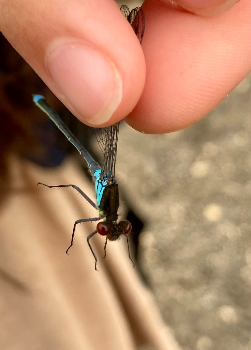 Red-eyed Damselfly | NatureSpot