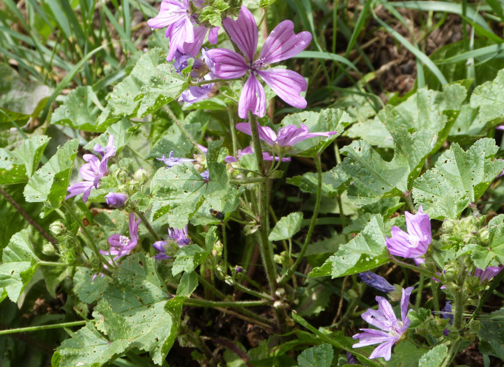 Common Mallow | NatureSpot