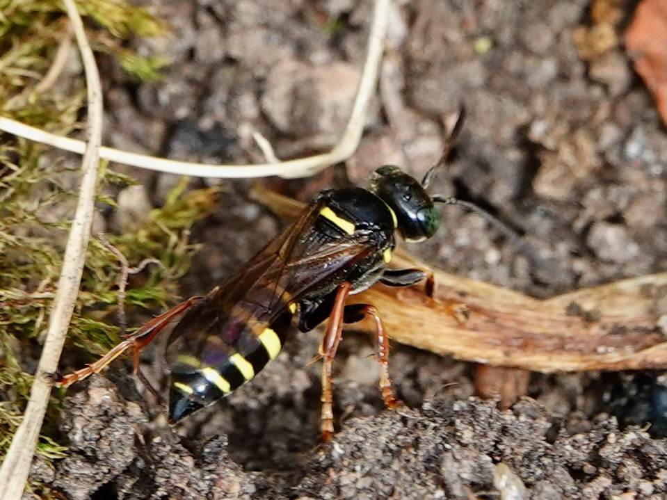 ワスプス wasps ビステ カンタベリー ワスプス wasps ビステ カンタベリー black wasp with white