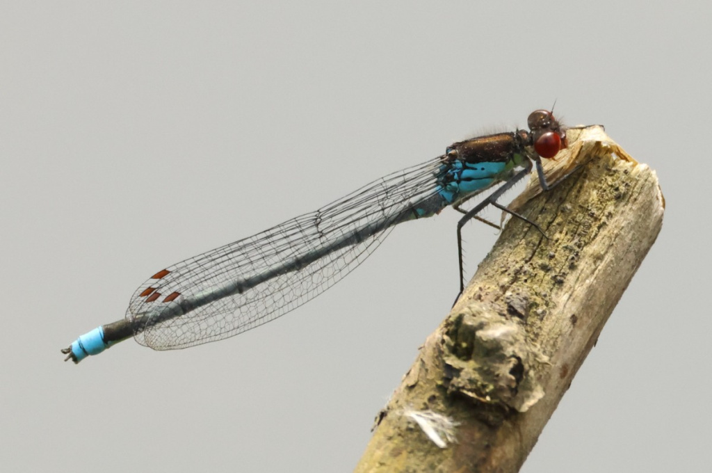 Red-eyed Damselfly | NatureSpot